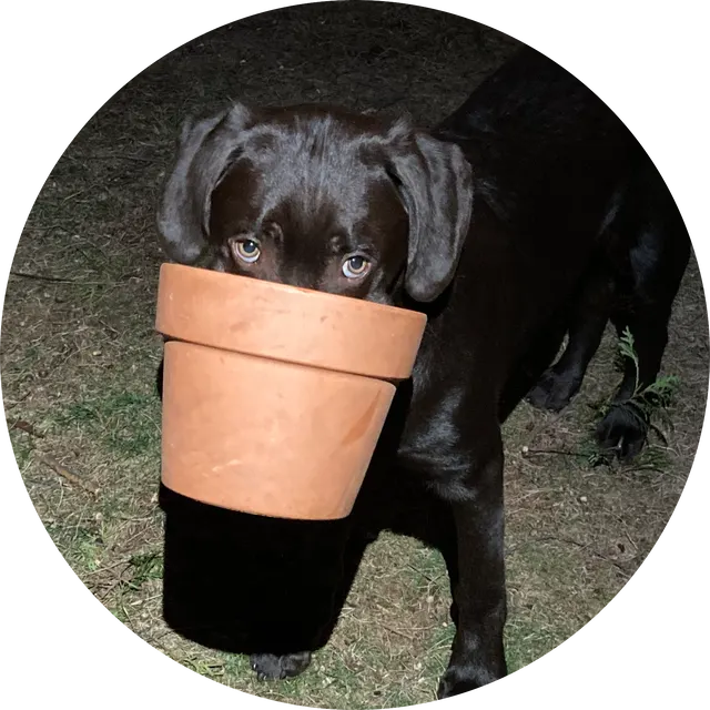 Casper, one of the chocolate Labs C&M Labs is named for