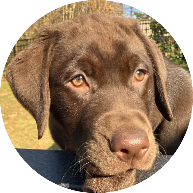Maya, one of the chocolate Labs C&M Labs is named for